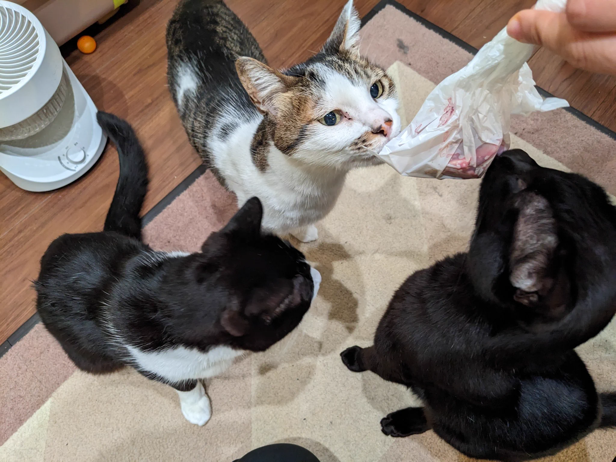 「においにお困りのあなた」プロが作ったポリ袋がおススメ。「サニパックのニオワイナ」