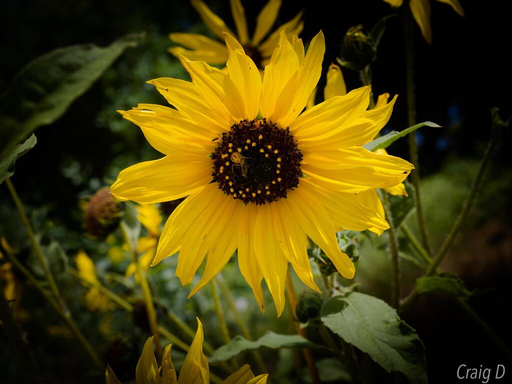 Sunflower with Stowaway [oc] #nature