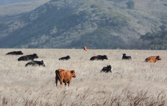 On May 23 morning, the opening of Cowell-Purisima Trail may be delayed due to cattle movement. The cows thank you for your patience!