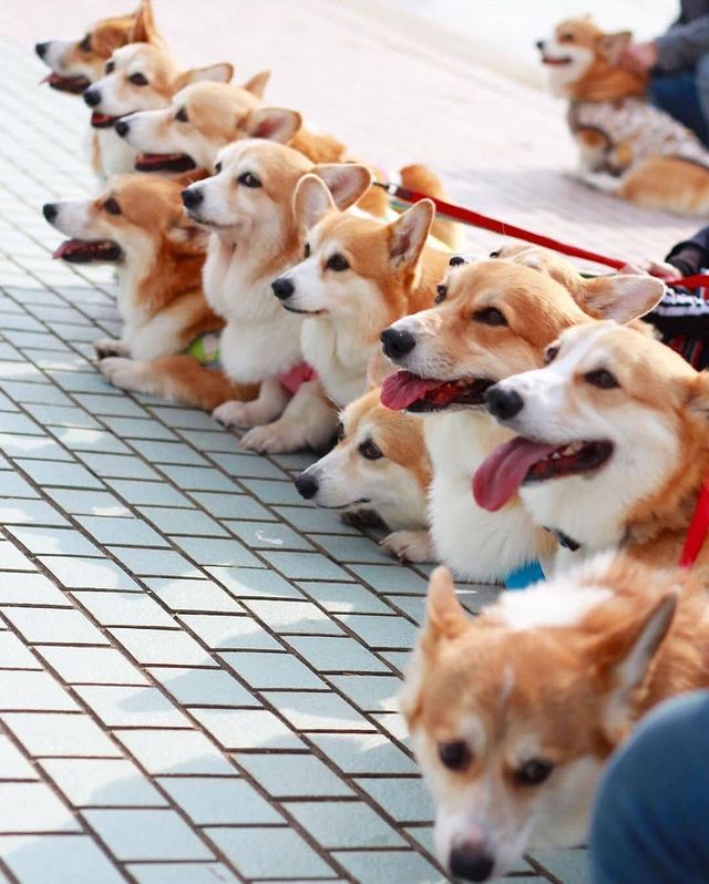 CorgiLoverClub2's tweet image. My Family Corgi 🥰📷
#Corgi #CorgiLover #Corgination #Corgipuppies #Corgifamily #dogsoftwitter