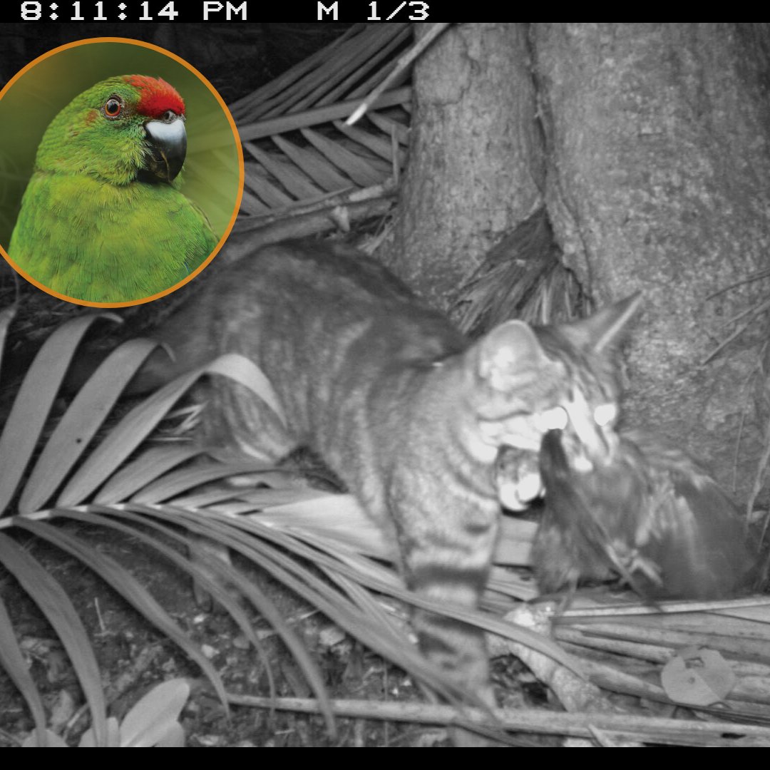 A feral cat caught on camera trap with a fledgling Norfolk Island green parrot. Only ~250 remain in the wild, so every bird counts. 

Despite efforts to reduce feral cat numbers in the island's national park, they are still a big problem.

📸Daniel Gautschi &amp; Luis Ortiz-Catedral.