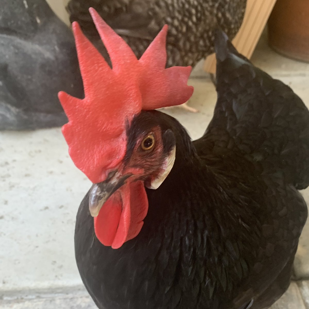 Chicken Dup tweet media