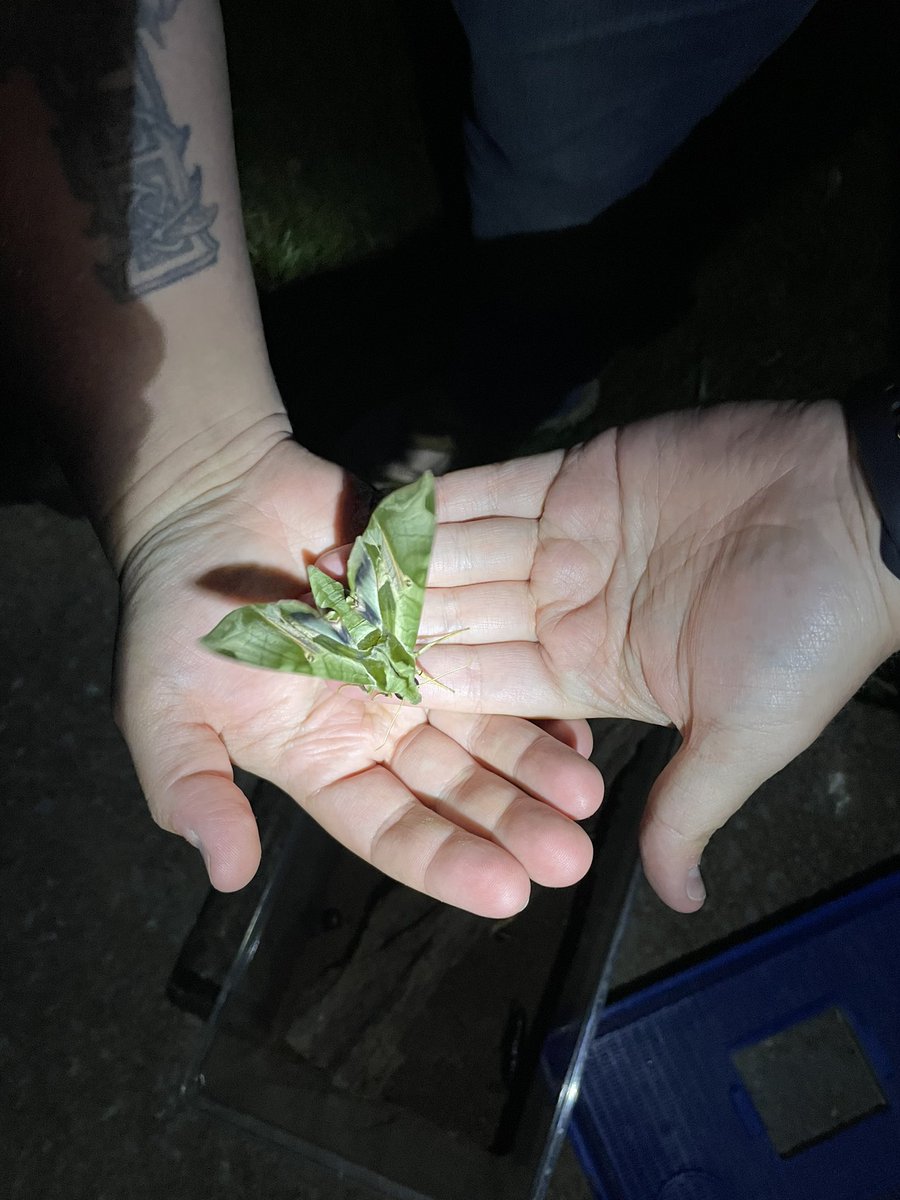 BugCatcherDHawk tweet media