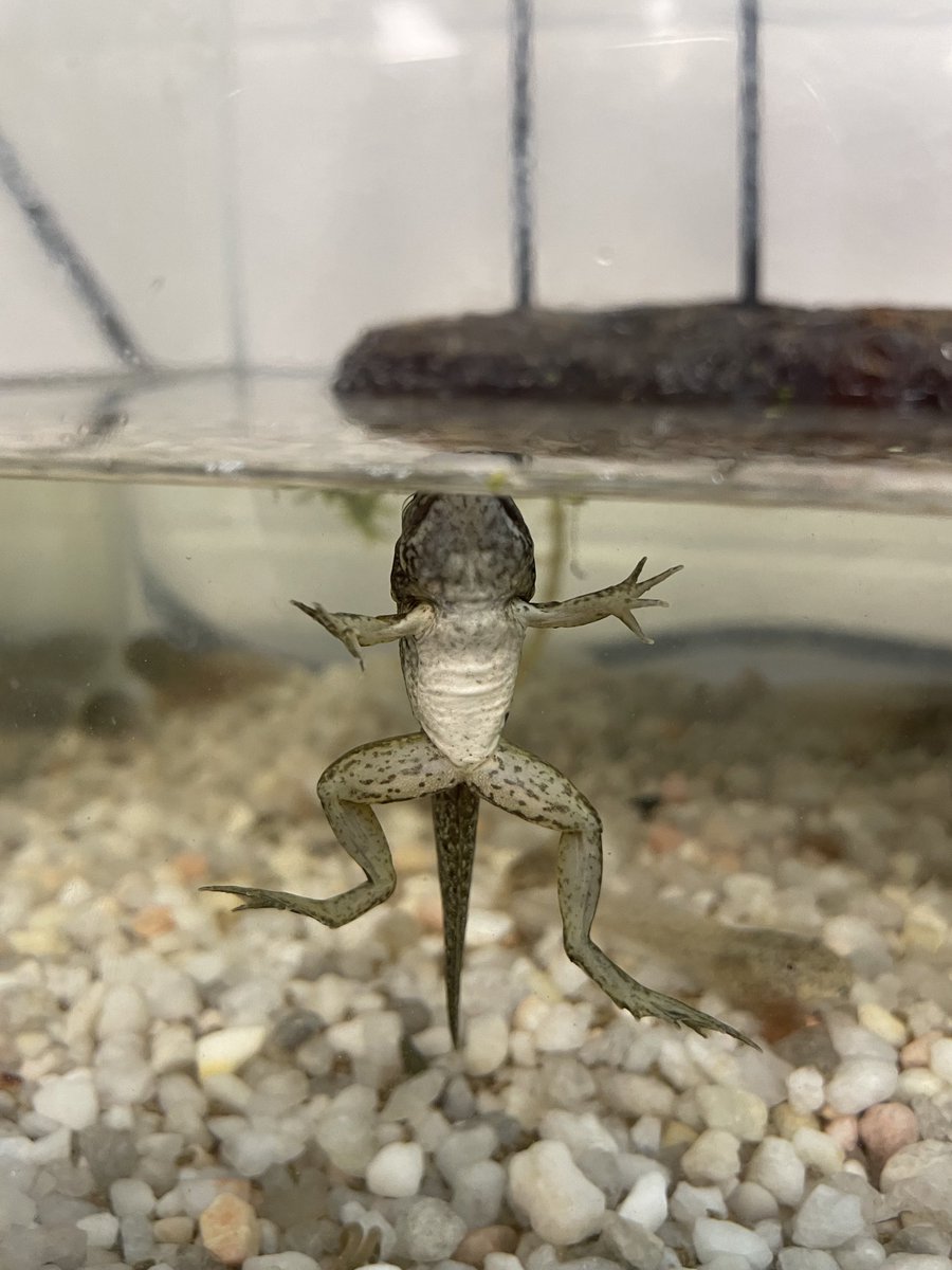 Life cycle of a frog is happening in room 29!#happyhillendale