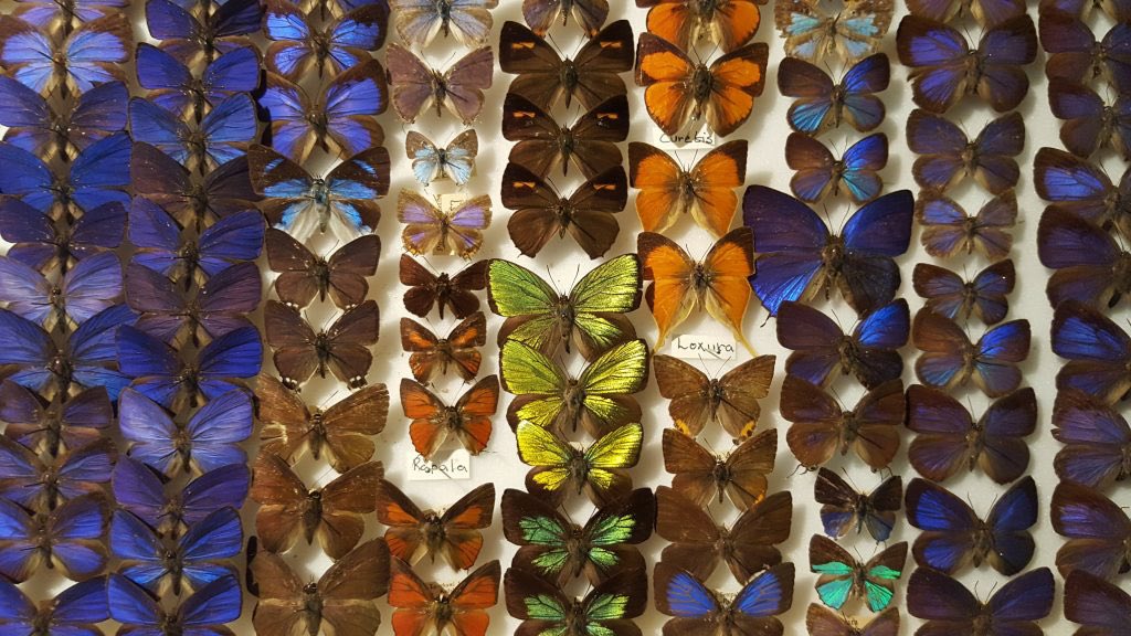 Butterflies!