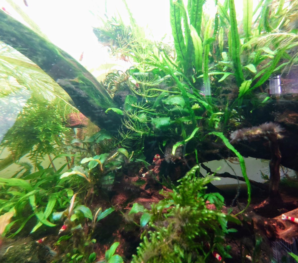 tryqoiejp's tweet photo. 実を言うと、動画編集を始めた理由の一つに、水槽いじらないようにすることがあったりする。
環境整ってるならいじらない方が調子良い。
フォスガードの威力で苔も抑制されて、水草の成長効率がとてもよい。 https://t.co/OfssLtDlXV
