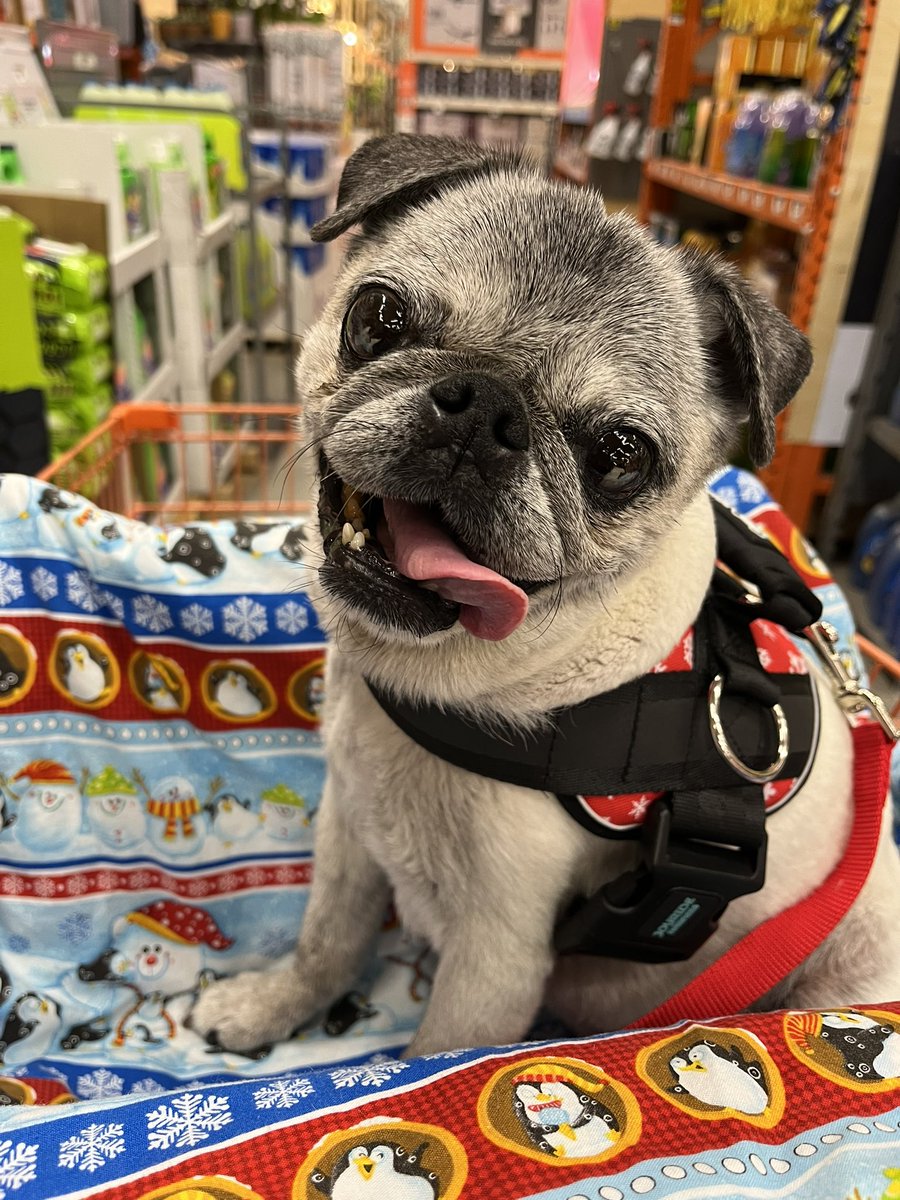 Pia_Pia_the_Pug's tweet image. Sunday Shopping… @HomeDepot @MichaelsStores #dogbackpack #happy #smiling #shoptilyoudrop #shopping #pug #pugnation #puglife #puglove #love #verobeach #florida #mygirl #precious #sweet #cute #Sunday #weekend #dogfriendly #dogfriendlystores #dogfriendlyshopping