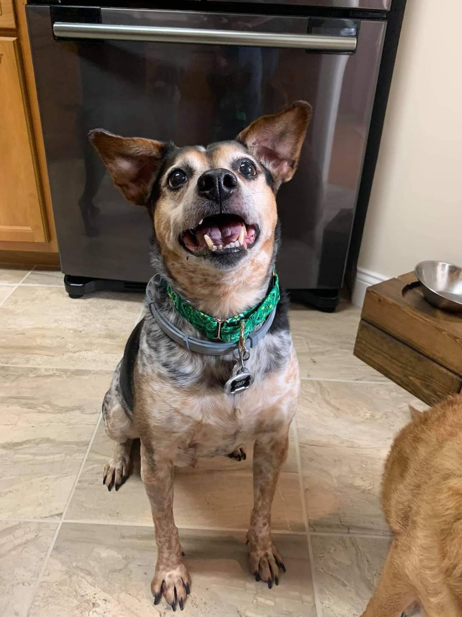 Joey in his 'Green Bandana Print'  classy collar!
wesewclassycollars.com 
Send us a PM for info!

#rescuedogs #adoptdontshop #todaypets #topdogphoto #bestwoof #mydogiscutest #dogsofinsta #petsofinsta #handmade #madeinusa