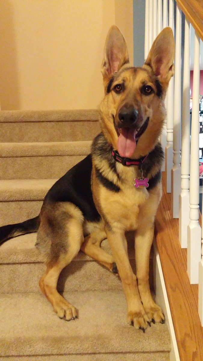 jayman9207's tweet photo. We lost a cherished &amp; loyal family member this past weekend. I miss asking u to get away from the door cause u were always there waiting for me, pawing me always for attention, &amp; most of all I will miss your big wet kisses. I love you &amp; miss u dearly my pretty baby girl Cynder!! https://t.co/Zq6kpFnuy4