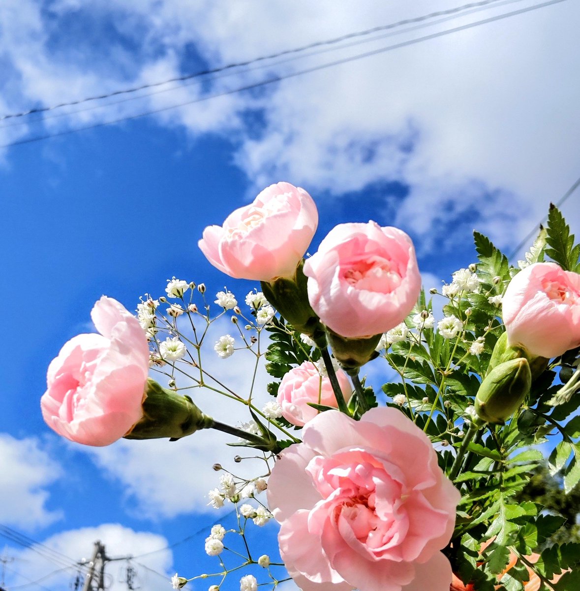 ☁️☀️☁️☀️☁️☀️☁️☀️

心なごませる優しいピンク🩷
花瓶のカーネーションを
青空のもとで…

札幌　AM9:44    13℃
#TLを花でいっぱいにしよう 
#カーネーション