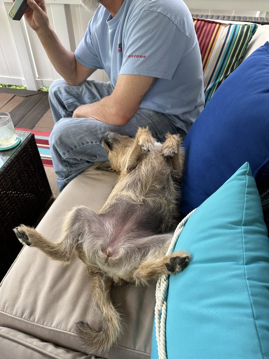 smiland's tweet photo. #preciousmoments u never want to forget. #shenanigans with my little #roxygirl
#puppielove #chihuahuasofinstagram #chihuahua_lovers_club #chihuahua #yorkshireterrier
#roxy #dogsoffacebook #chihuahuaterrier #puppylove #puppies #puppy #mypuppy #mypup #dogowner #doglover #dog https://t.co/832vEOjrRQ