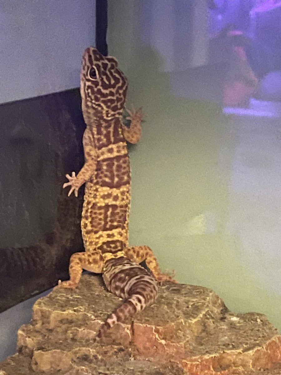 <a href="/lizardpostingg/">Lizard Posting</a> Gecko good enough
