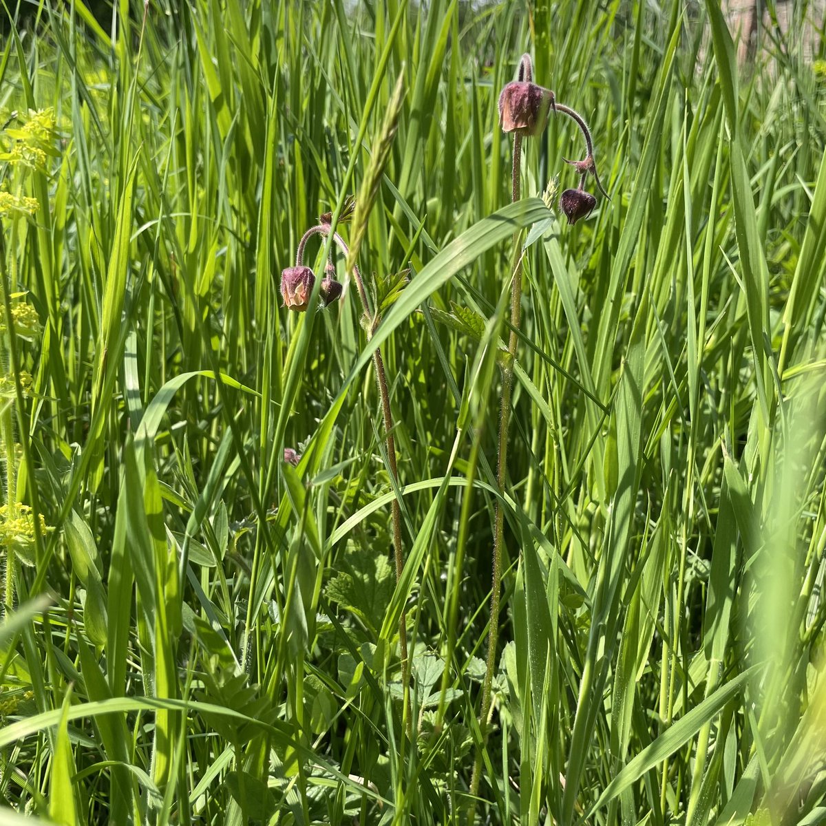 janeyoungart's tweet photo. So much to engage and connect with here in the woods during our #greenspacesocialprescribing #researchproject #walking #art #birdsong #bluebells #fungi #trees #communityengagement #healthandwellness #connectwithnature https://t.co/7qyRRMYOd0