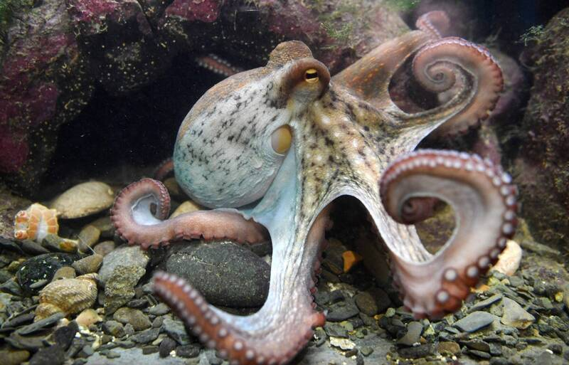 如果章魚真的會做惡夢，不知道牠們都夢到什麼？

【睡到一半驚醒吐墨汁 科學家：章魚也會做惡夢】
news.ltn.com.tw/news/novelty/b…

#美國 #章魚 #實驗室 #RockefellerUniversity