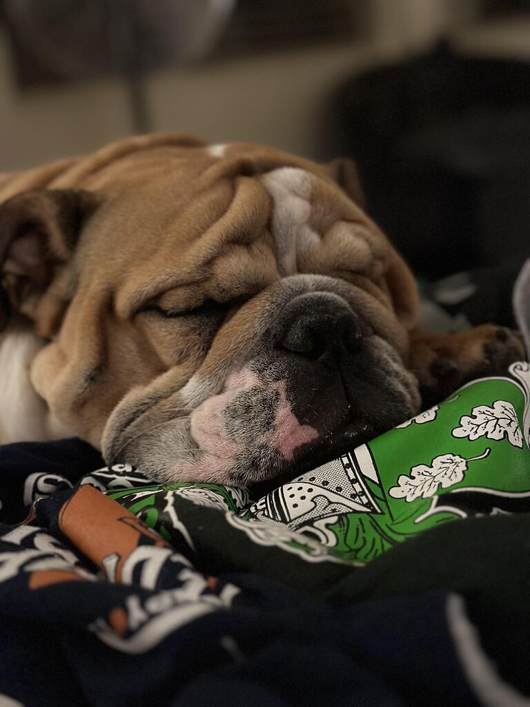 Bulldog Lover Worldwide (@BulldogsPuppies) / Posts / X