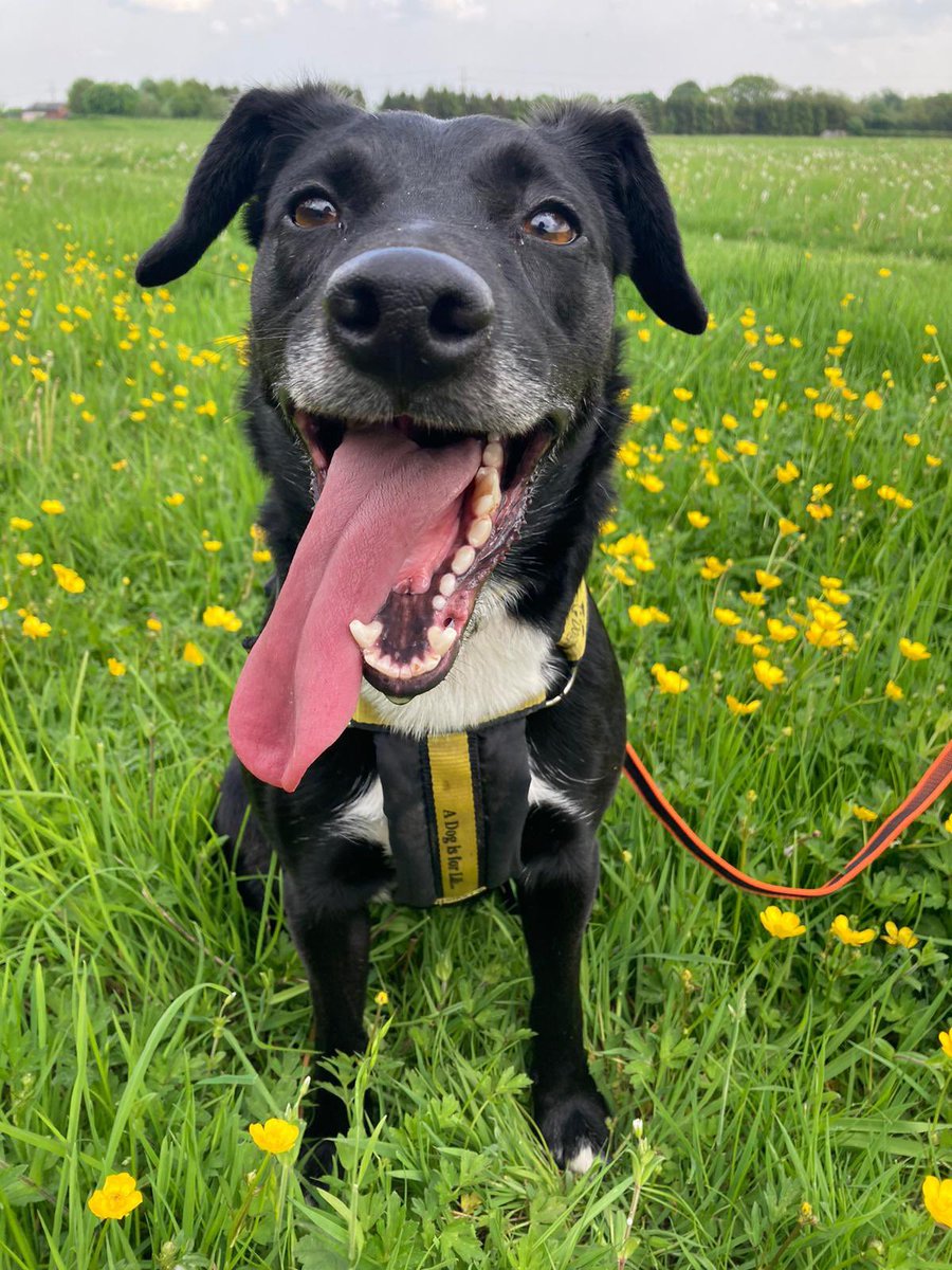 It’s #TongueOutTuesday and Cleo is all over it!! 😝😝😝

If you’re after a super fun dog to do lots of training with, meet Cleo here👇
dogstrust.org.uk/rehoming/dogs/…

#rescuedog #rehome #adoptdontshop #ineedahome #dogoftheday #adoptadog #leeds #happyface @DogsTrust