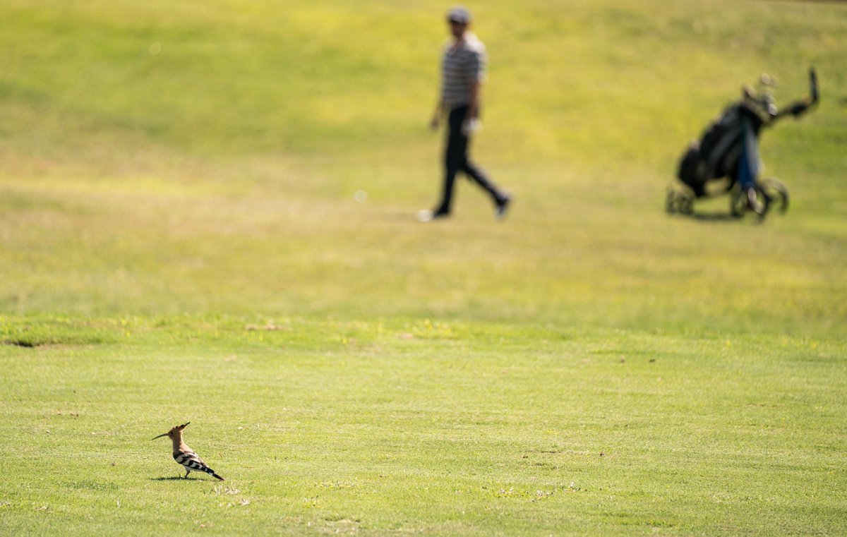 Real Federación de Golf de Madrid tweet media