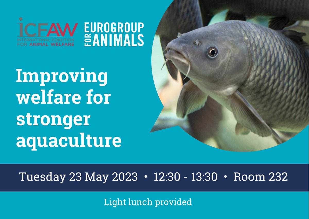 📆🐟 Today at the #WOAHGS event on 'improving welfare for stronger aquaculture' we will be discussing #fishwelfare and more specifically #EU4AnimalWelfare platform’s best practice guidelines on water quality and handling for the #welfare of #farmedfish.