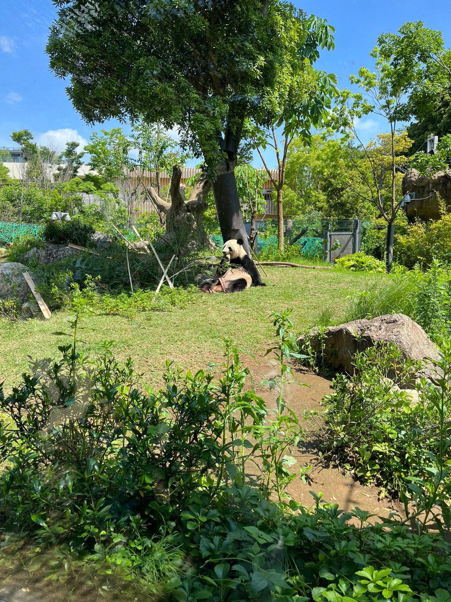 昨日と一昨日は夫と東京旅行しました！！
上野動物園のパンダが可愛かったです！！！