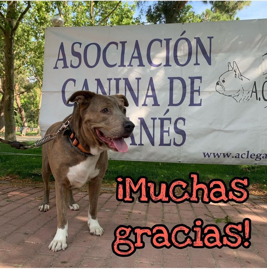 Asoc. Canina Leganés tweet media