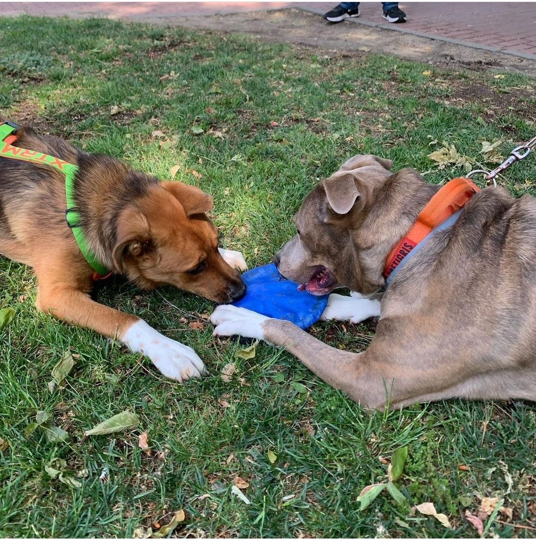COMO SIEMPRE…
¡GRACIAS 🙏! Os estamos muy agradecidos a todos los que dejáis vuestro granito de arena ayudando a nuestros compañeros de cuatro patas, gracias a vuestras aportaciones podremos seguir ayudando a los perretes y a los que vendrán, ¡¡¡GRACIAS!!!
Nos vemos a la próxima