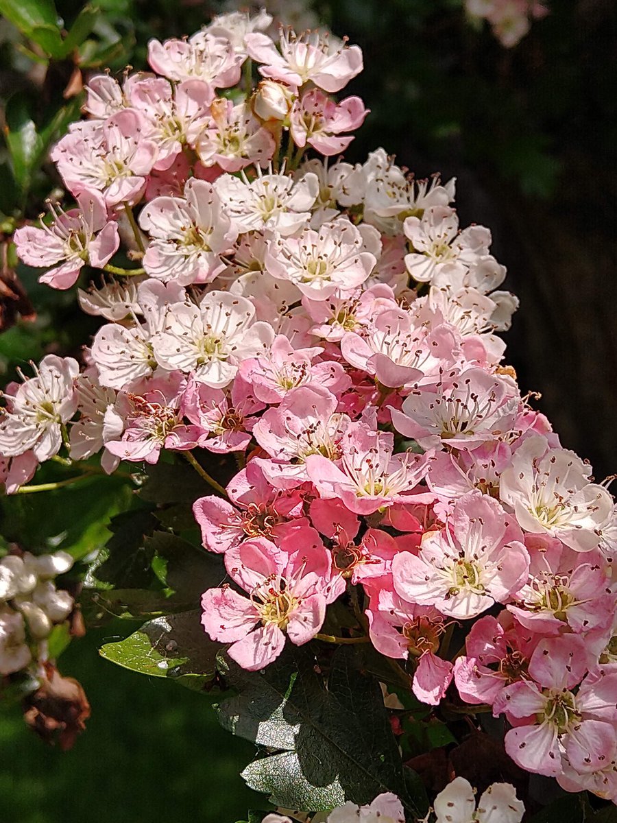 Pink hawthorn in the sunshine yesterday.