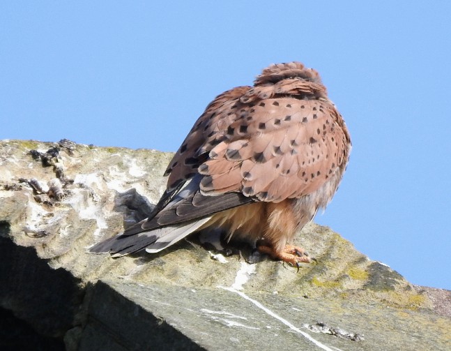 Bumped into Mr. #kestrel on yesterdays dog walk  #sandalcastle  #pugneys, don't think he wanted his picture taking. Hope you all have a terrific Tuesday 😊  #smile #enjoylife #BeKind #TwitterNatureCommunity @WakeyBirders
