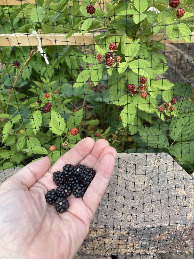 Anybody else have a bucket list of gardening? I call mine the Little House on the Prairie bucket list. Harvesting my own boysenberries for jam was in my top 5.. Click here to signup for awesome gardening tips: bit.ly/2SfI4n0