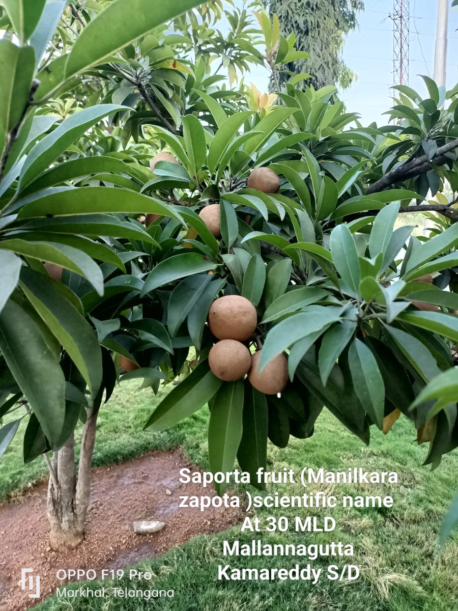 Smita Sabharwal (@smitasabharwal) on Twitter photo The fruits of our labour ! 🍏🍑
The Engineers at <a href="/mb_telangana/">Mission Bhagiratha Official</a>
have as much passion when it comes to tending to the orchards !
Special shout-out to all our Gardeners 👏👨🌾👩🌾 The fruits of our labour ! 🍏🍑
The Engineers at <a href="/mb_telangana/">Mission Bhagiratha Official</a>
have as much passion when it comes to tending to the orchards !
Special shout-out to all our Gardeners 👏👨🌾👩🌾