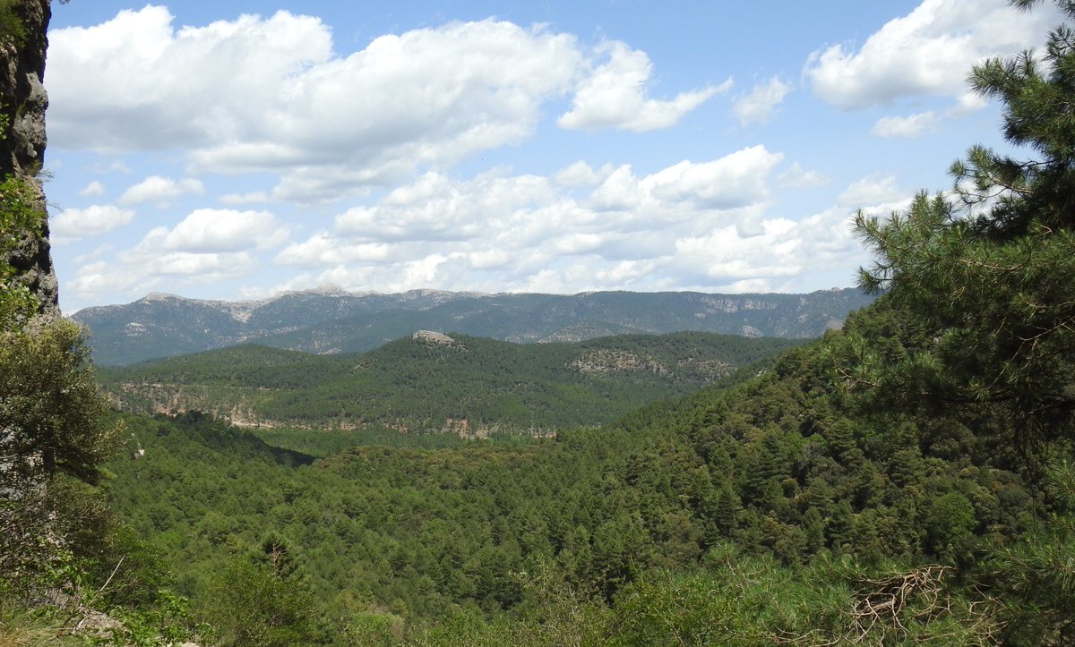 Buena imagen todo verde perfecto,...🙂........

¿O no?🙄🧐🤔

Y ahora si llega un 🔥 a pocas condiciones, No hay nada, ni nadie que lo frene.

O gestionamos en verde o el fuego lo gestionará en negro.

Los gobiernos deciden...  y

El ciudadano lo sufre, y más aún el rural.