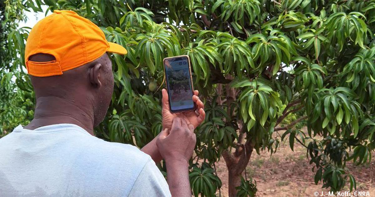 Cirad's tweet photo. #Innovation |  Et s’il suffisait de prendre quelques photos 📷 pour quantifier la future récolte de fruits 🍊 ?
L’expertise numérique « #PixFruit® », développée par le #Cirad avec @sowit_  , fournit désormais ces précieuses informations. 

A lire👉 https://t.co/2k3bxZs4H6
#IA https://t.co/z8zJgxtNdR