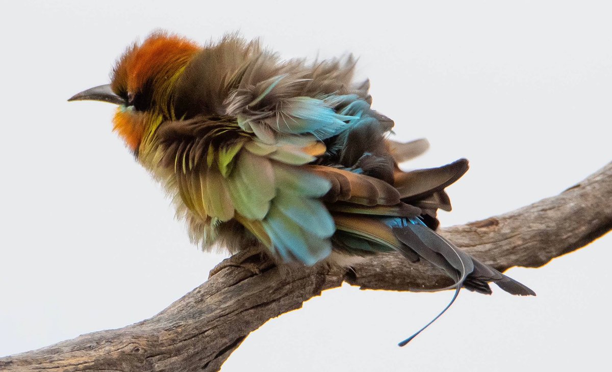 atzimm's tweet photo. @sykesjeff Rainbow Bee-eater shaking out sand, Tanunda 🇦🇺 https://t.co/GXlRI91C0i
