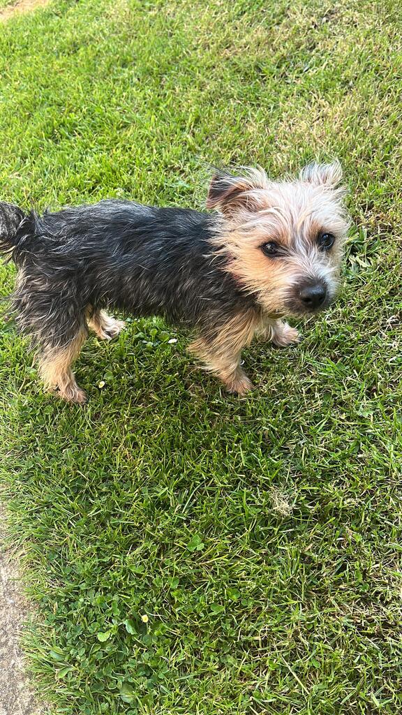CuteYorkiesPics's tweet photo. So I accidentally got a Yorkie cross. #yorkies #dogsoftwitter #cute https://t.co/AT0DkvHqpw