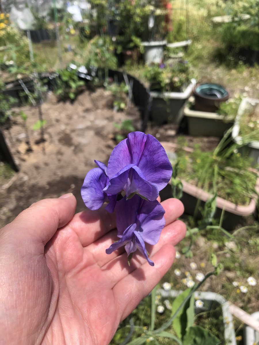 こんにちは☆
火曜日☆

庭に咲いてました。

スイートピーさん。
紫色のお花☺️

皆さま。
素敵な一日をお過ごしくださいませ。

#スイートピー 
#お花 
#鹿児島市