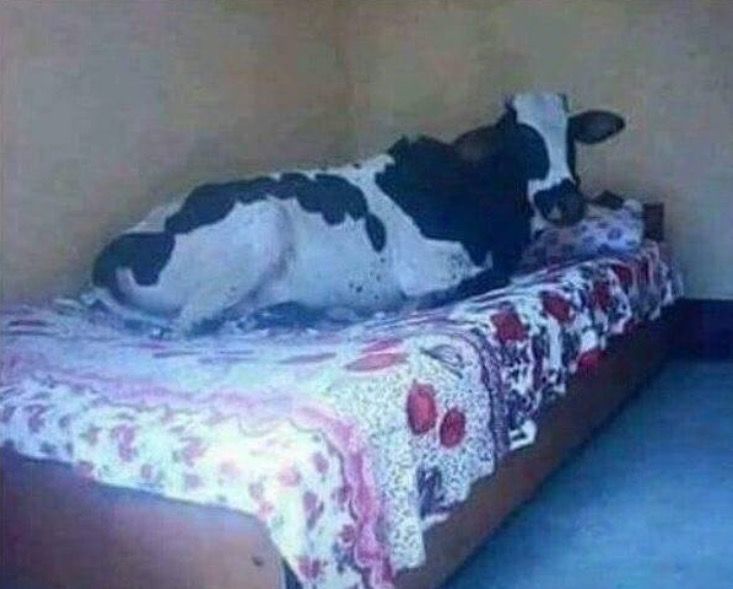 going to bed 🐮😴😴😴😴