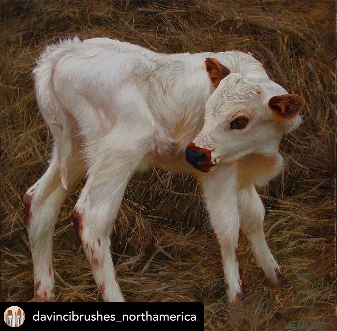 Newborn longhorn calf