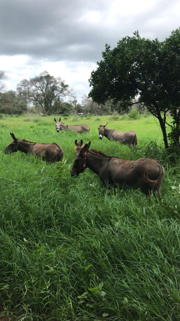 AAA support the Zambezi Working Donkey Project in #Zambia &, in April, they treated 149 working donkeys for worms, parasites & wounds. They also had an emergency call-out for a #donkey who had fallen into a pit & injured her leg. The donkey made a full recovery. 
#animalaidabroad