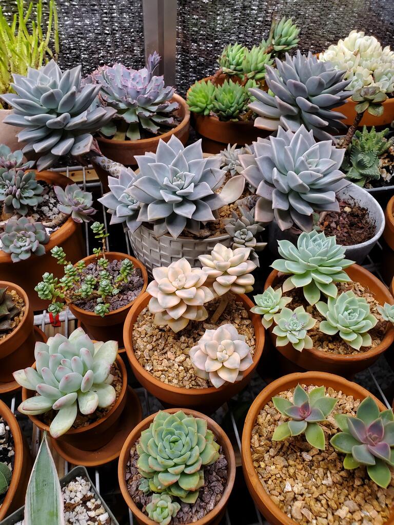 AirtonJobs's tweet photo. Family photo via /r/succulents https://t.co/0MkI2yYrbe https://t.co/Jt514Z9O4i