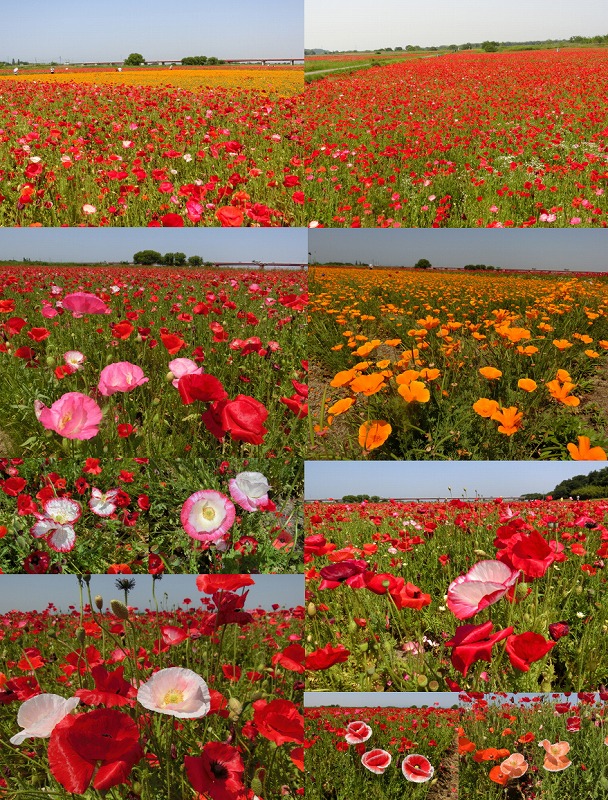 yama002max's tweet photo. https://t.co/I7yBNtI2XD

「ポピー畑の風景　こうのす花まつり」上記15秒のショート動画をご高覧いただければ幸いです・・ #yyゆたか #四季の風景だより #こうのす花まつり #鴻巣 #ポピー https://t.co/Ta6ei3Hl2z