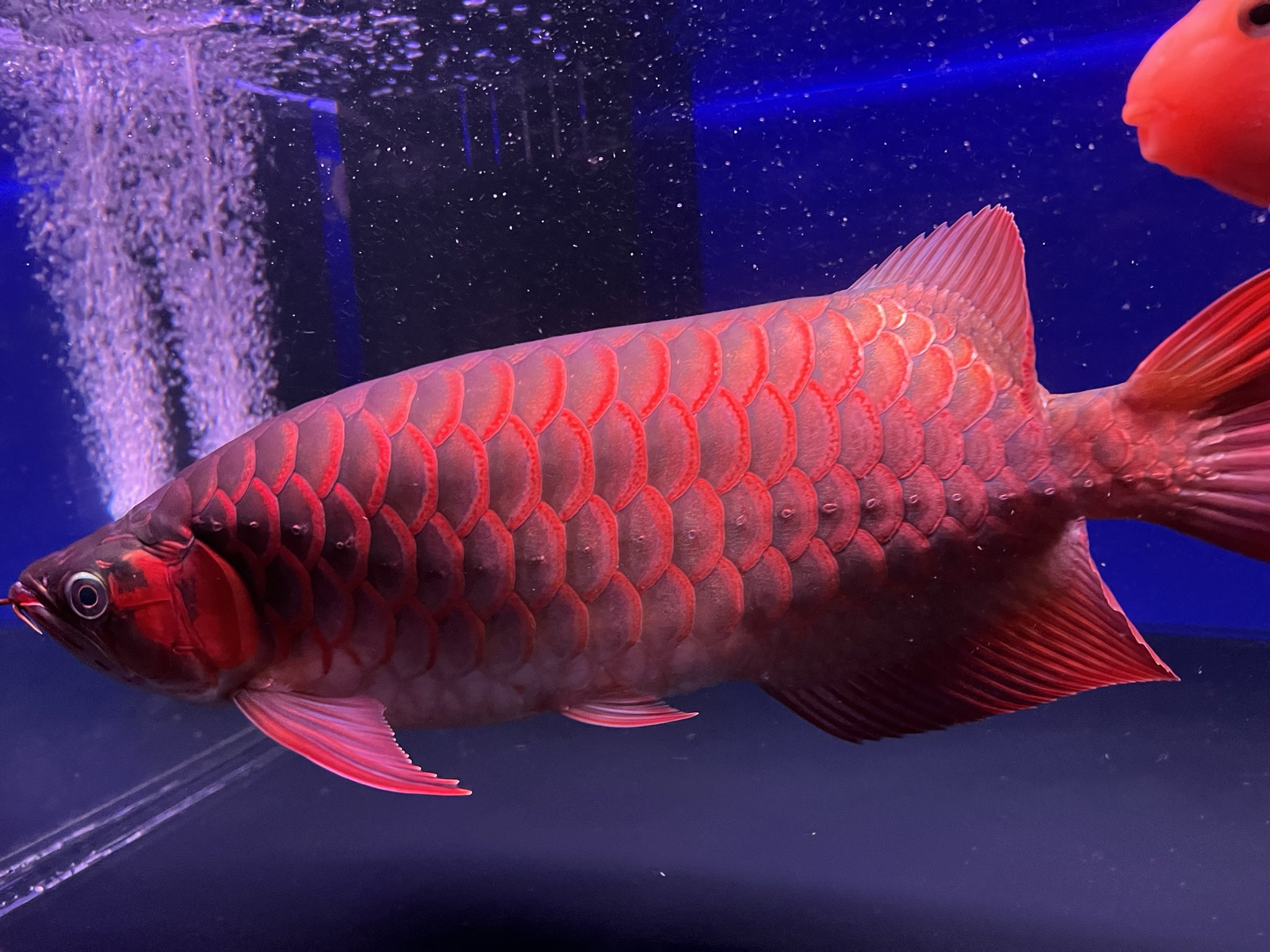 (動物の惑星)アジアアロワナPLUS（紅龍）在庫1個だけ 動物の惑星)アジアアロワナPLUS（紅龍）在庫1個だけ 動物の惑星