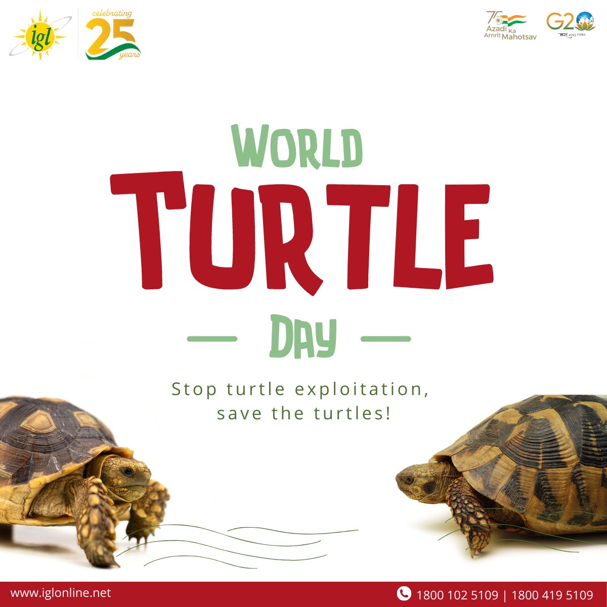 Save the Turtles! Celebrate World Turtle Day