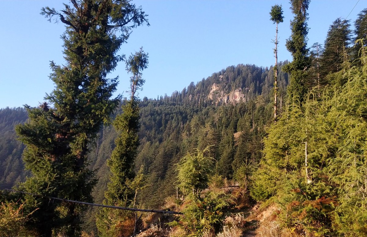 Explore the  Beauty of  Cedar Tree Forest !
.
.
.
#forest #forestphotography #mountains