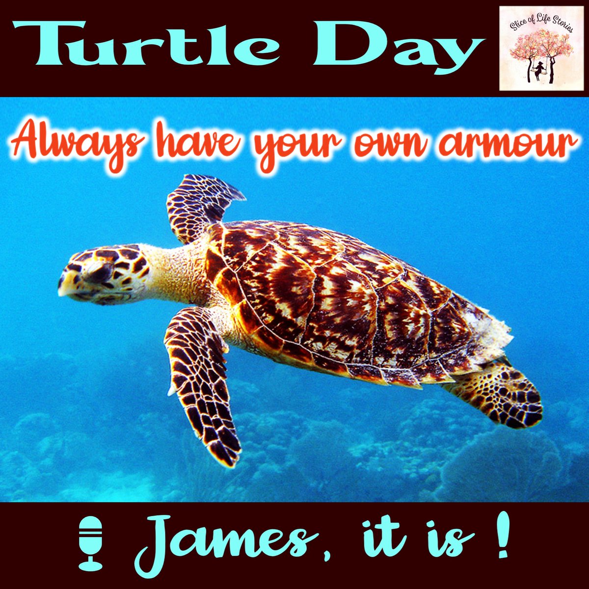 sliceoflife466's tweet photo. Turtle Day with 🎙 James, it is!
▶ https://t.co/ZNlRzuI7Zg
#summerholidays #mussoorie #romance #delhigirl #oldlibrary #ancientrooms #excitement #jamrolypoly #fear #turtle #turtles #tortoise #reptile #reptiles #seaturtle #ocean #pet #sea #tortoises #testudines #turtletuesday https://t.co/mVOB9MxZjz