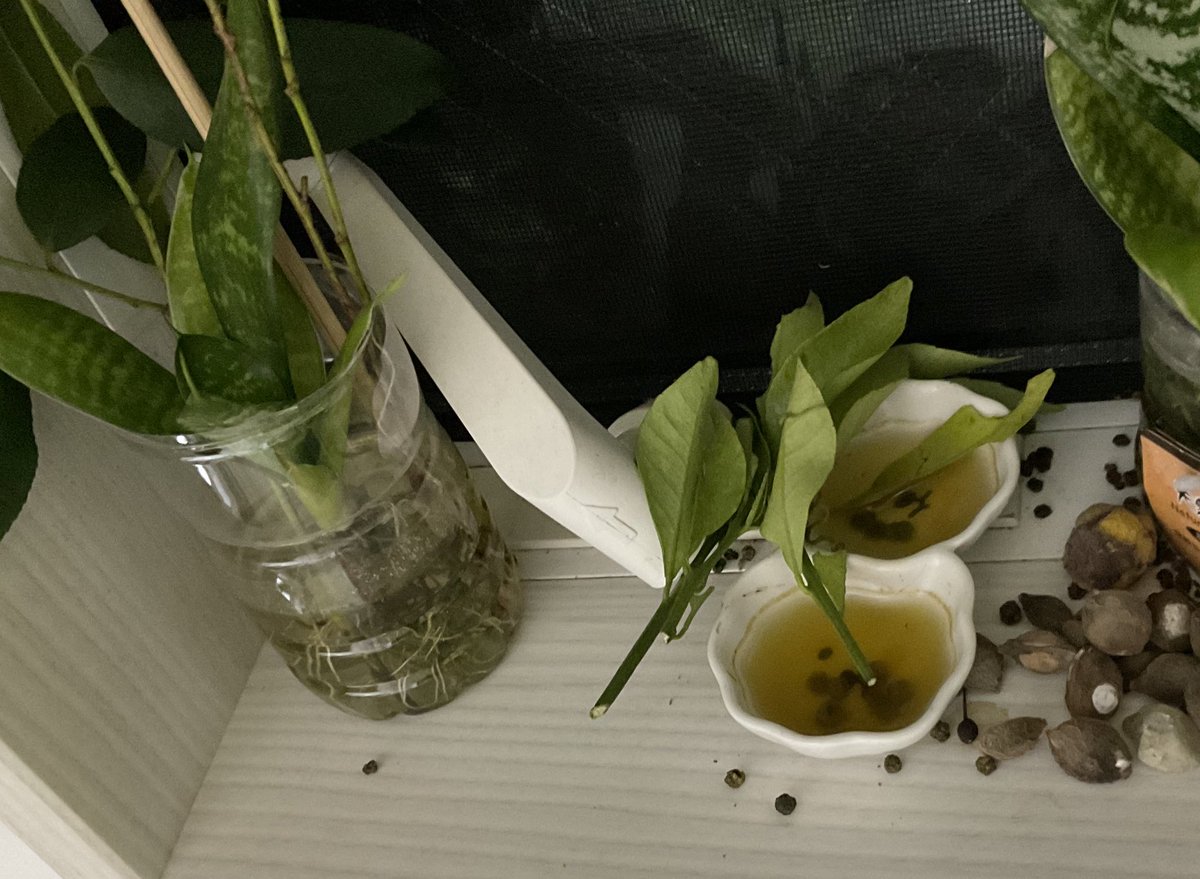 夜間、台所の窓枠の高いとこでサナギになったアゲハ。こいつはマイペースな奴だったのでどーなるか心配でしたが、盛大に💩してなんとかここまできました。あとは羽化を待つばかり。 https://t.co/GELk8RH3Xq