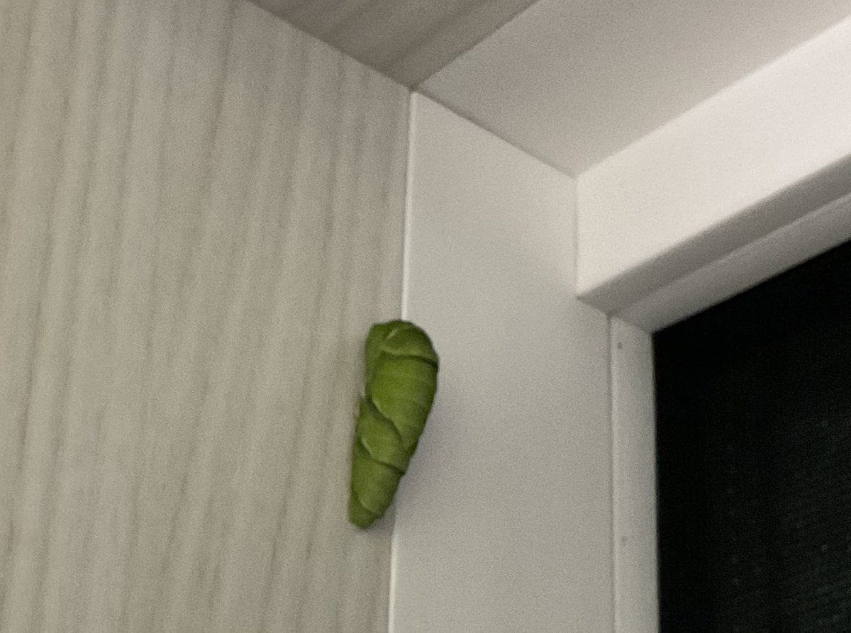 夜間、台所の窓枠の高いとこでサナギになったアゲハ。こいつはマイペースな奴だったのでどーなるか心配でしたが、盛大に💩してなんとかここまできました。あとは羽化を待つばかり。 https://t.co/GELk8RH3Xq