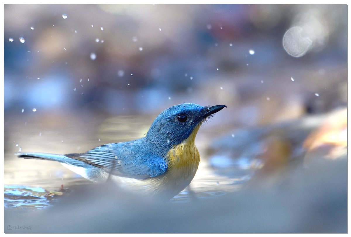 Tickell's blue flycatcher

#photography
#birds
#IndiAves
#birdphotography
#ThePhotoHour
#PhotoOfTheDay
#nikon
#BirdsOfTwitter
#Birdsoftheworld
#photographylovers
#natgeoindia
#TwitterNatureCommunity
