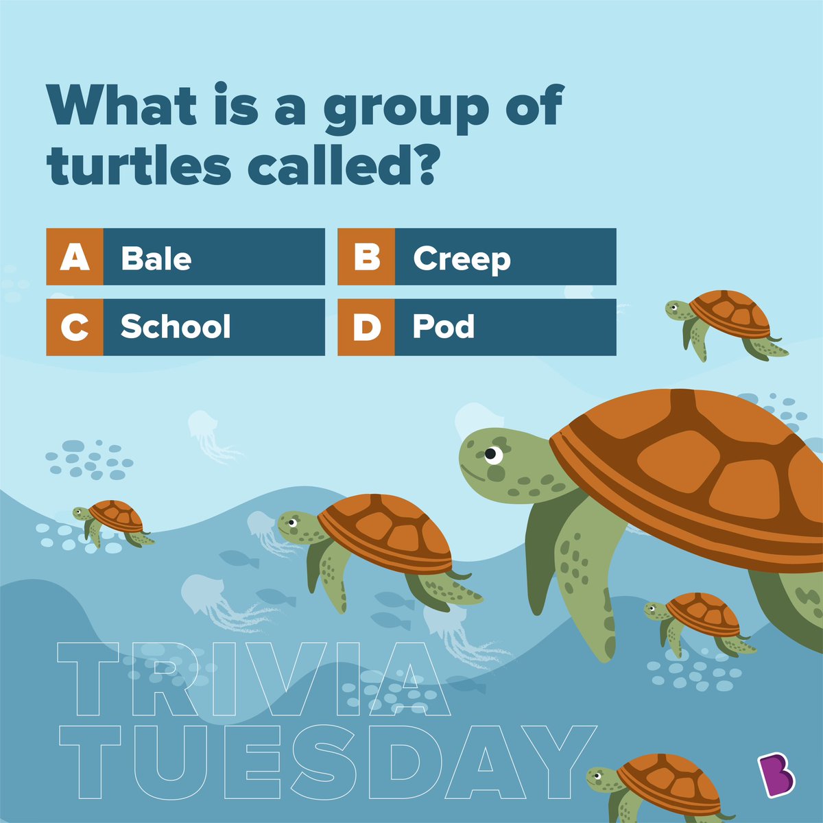 BYJUS's tweet image. Let's just say we won't bail if we spot a group of turtles! Tell us your answer in the comments below.

#WorldTurtleDay2023 #WorldTurtleDay #TurtleDay #Turtle #group #TriviaTuesday #trivia #quiz #byjus #curiosity #enhanceyourpotential #byjusthelearningapp