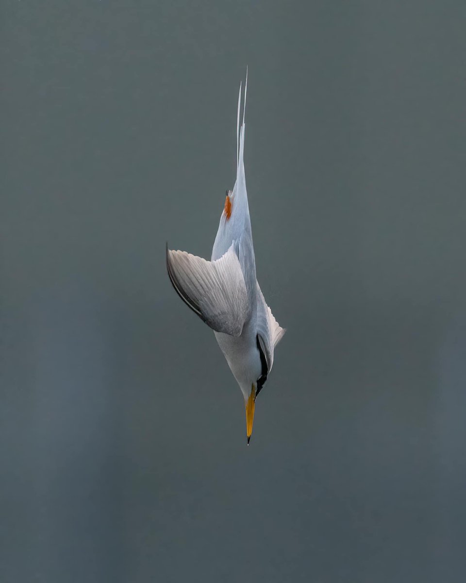 Little Tern… Wow 🤩 Vertical dive…