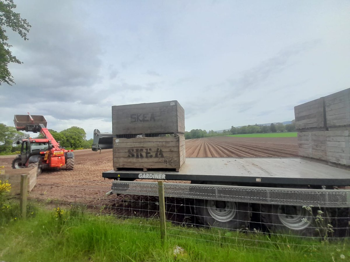 2023 planting is going well in good weather just north of Dundee. The cycle starts again. #seedpotatoes