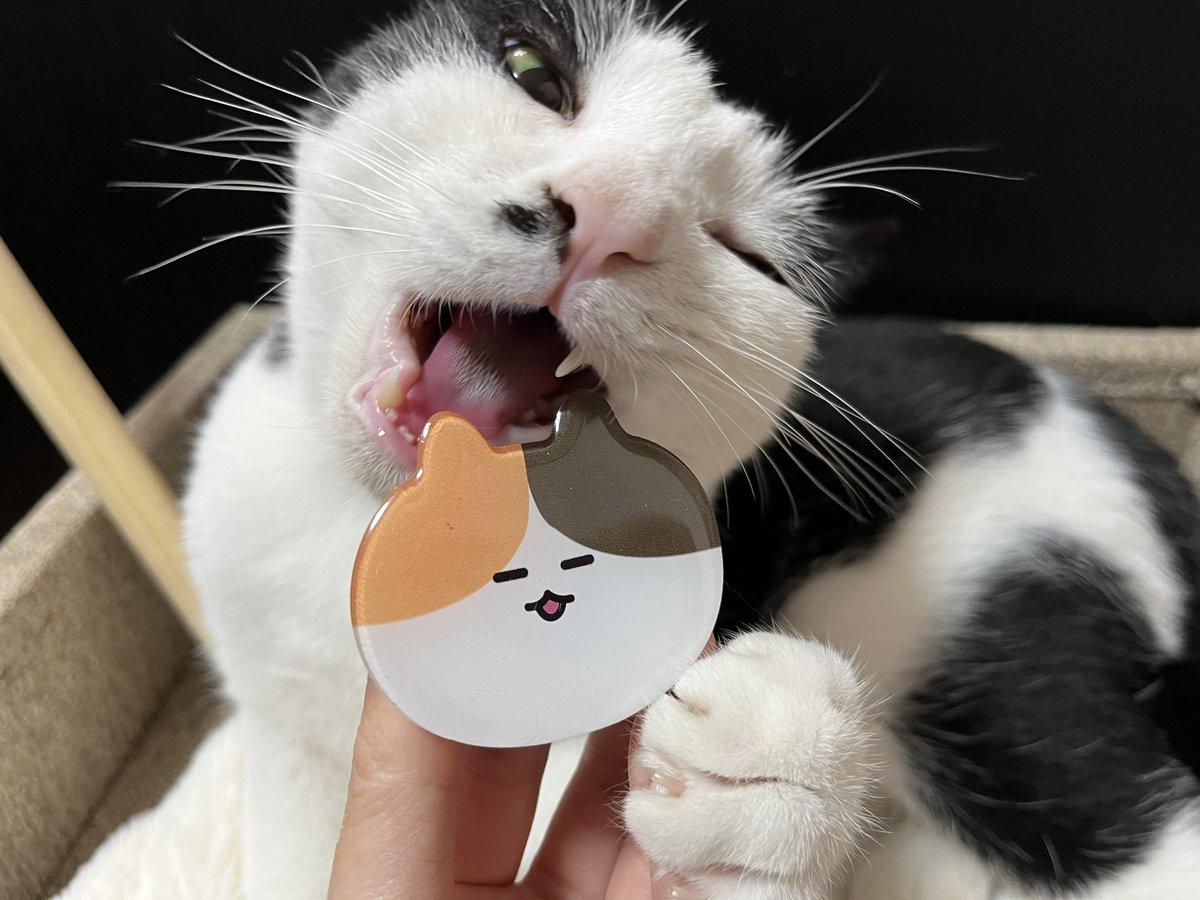 nikonikonegao's tweet photo. @LulupetJapan  さまのプレゼント企画当選品が届いた✨
かわいい❤️ありがとうございました😸

#スマホグリップ #猫 #cat #三毛猫
#黒白猫 https://t.co/oRDxA28NMt